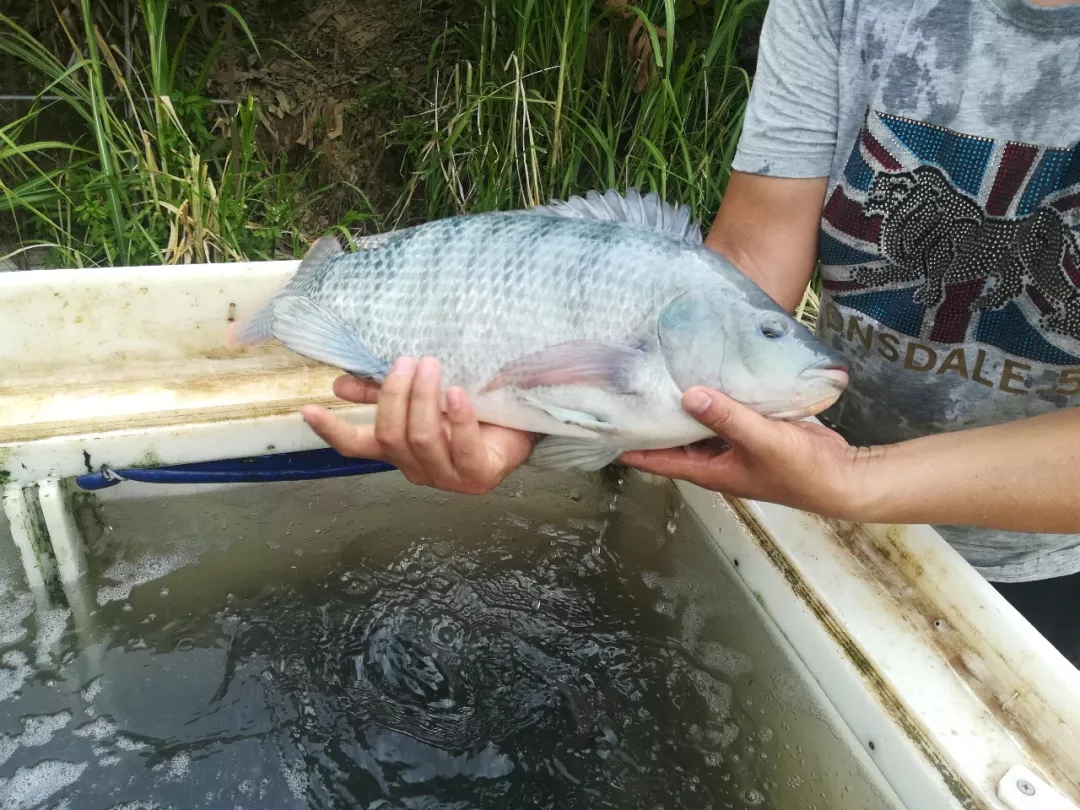 六合资面料大全