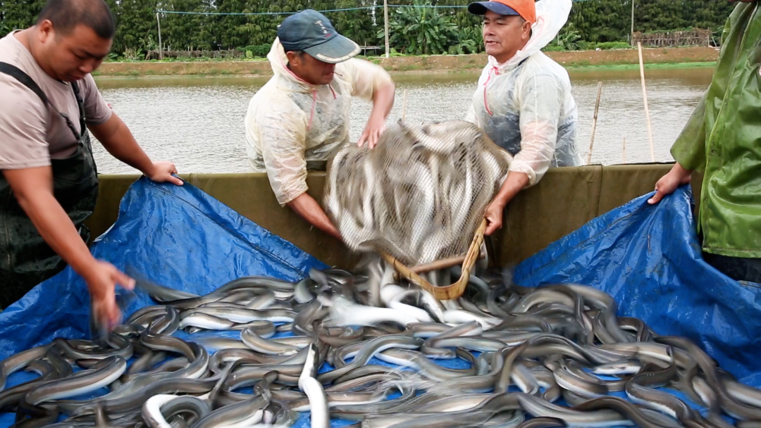 六合资面料大全